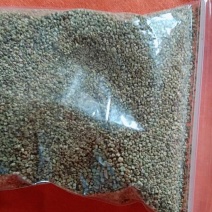艾草种籽四季种植食用艾蒿药用青团艾草驱蚊草盆栽蕲艾种