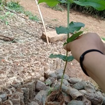 桉树苗，植胺苗，苗木种苗，基地直销，证件齐全