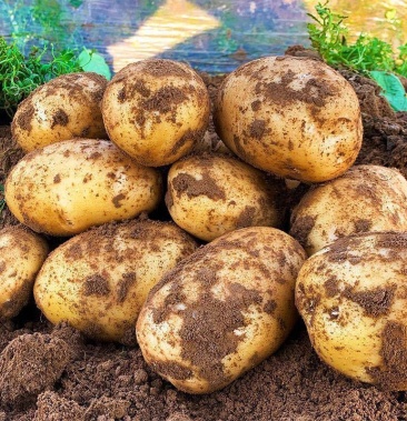 青海特产红皮土豆黄皮土豆