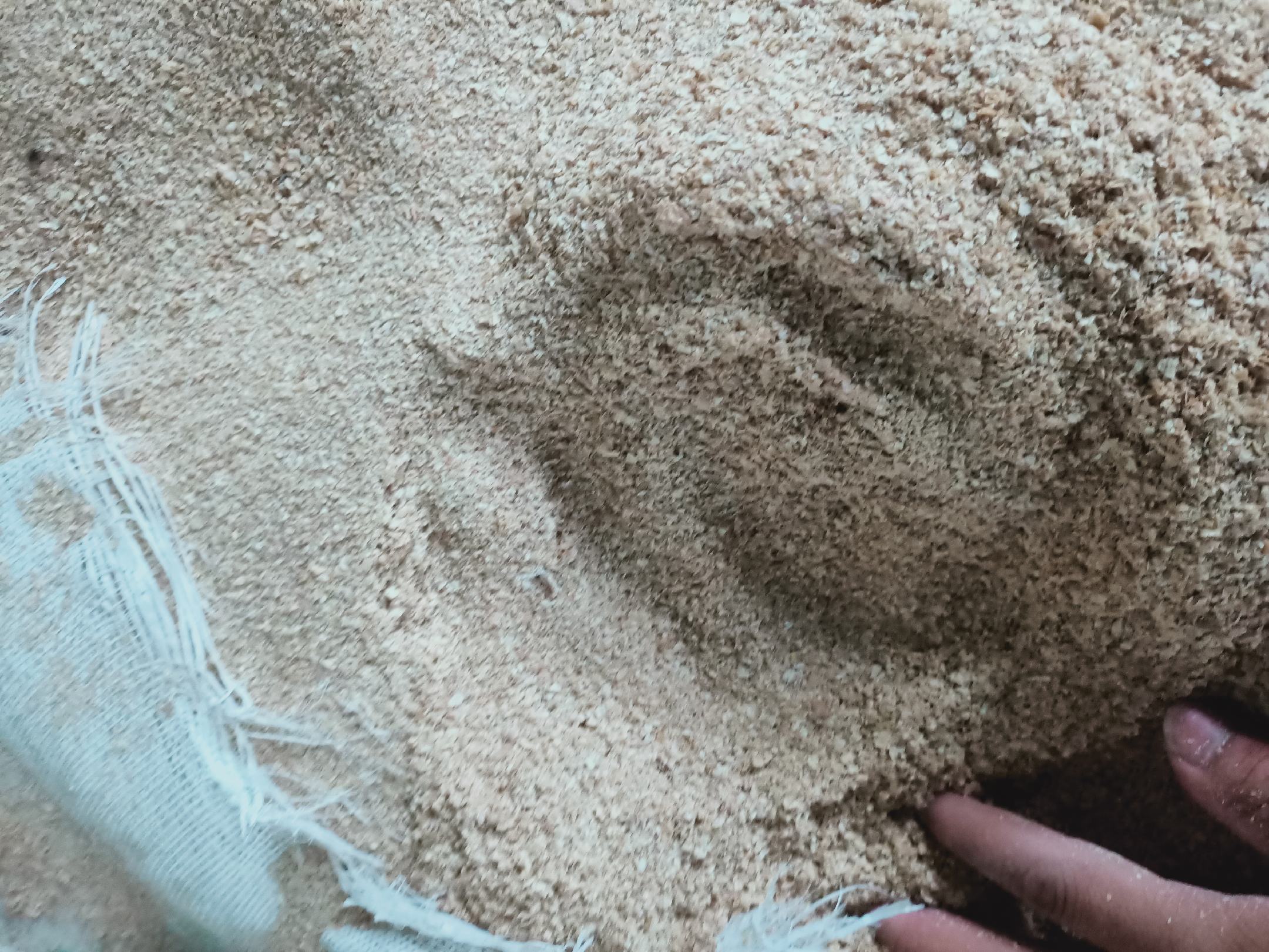 蚕豆皮特写,展示其薄膜状结构和颜色 蚕豆皮特写