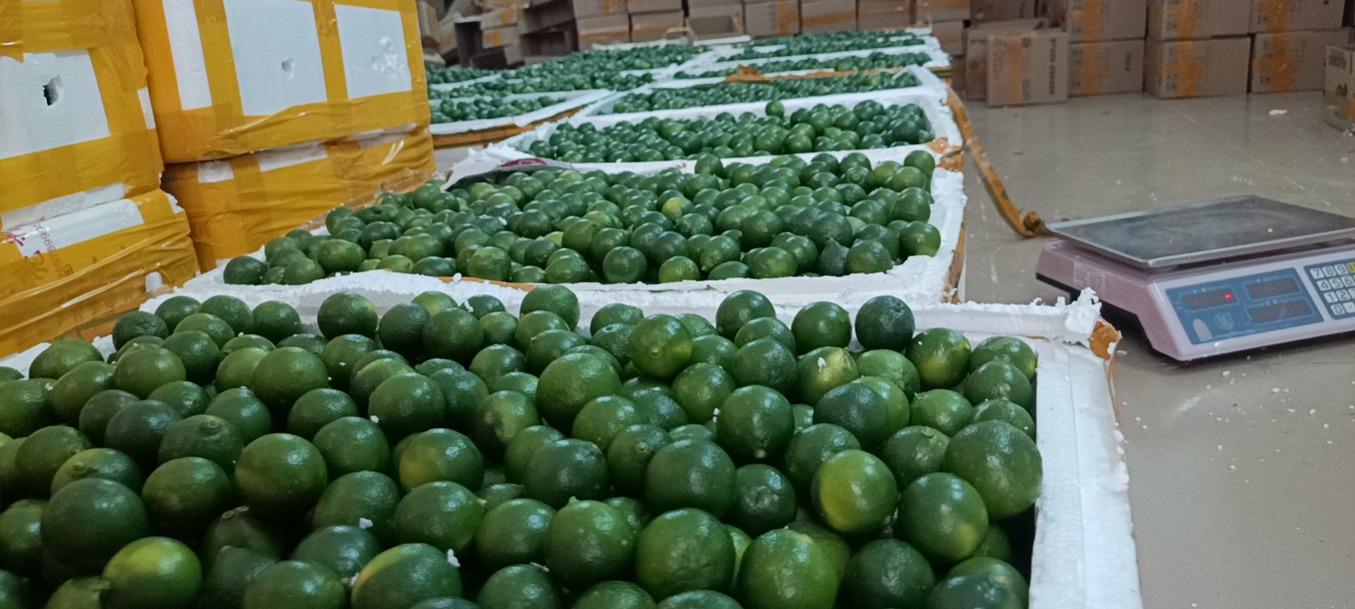 冻干金桔片作为健康零食，适合办公室、旅行等场景