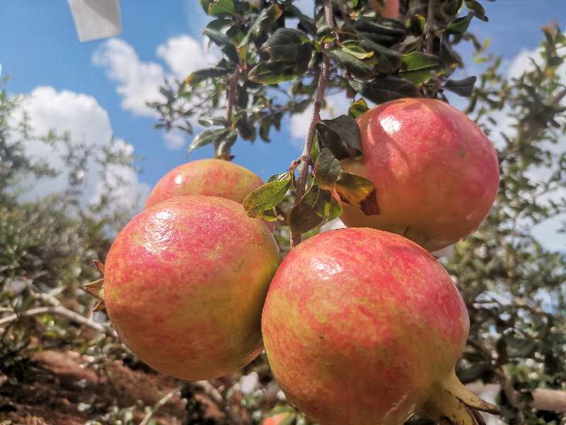 突斯尼软籽石榴果园全景