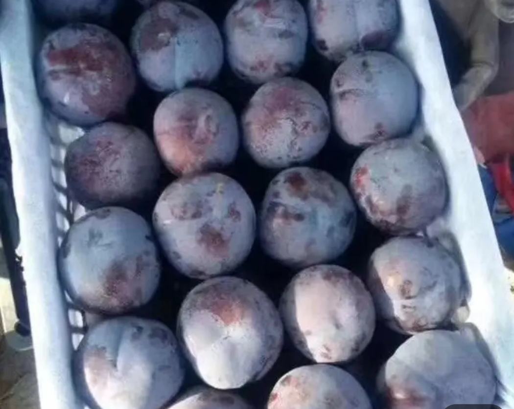 果农在果园中采摘黑布林李子的劳动场景