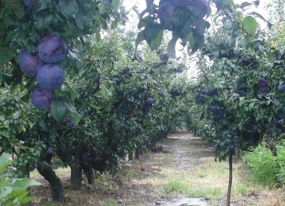 一片阳光充足的山坡果园中,成排的黑布林李子树挂满深紫色果实,果皮表面覆盖一层天然蜡质果粉,农民正在手工采摘成熟果实,背景为蓝天与远山,体现生态种植环境 黑布林李子果园实景图