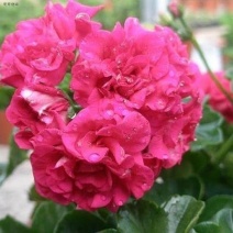 天竺葵盆栽绿植天竺葵花苗阳台庭院花卉洋绣球四季