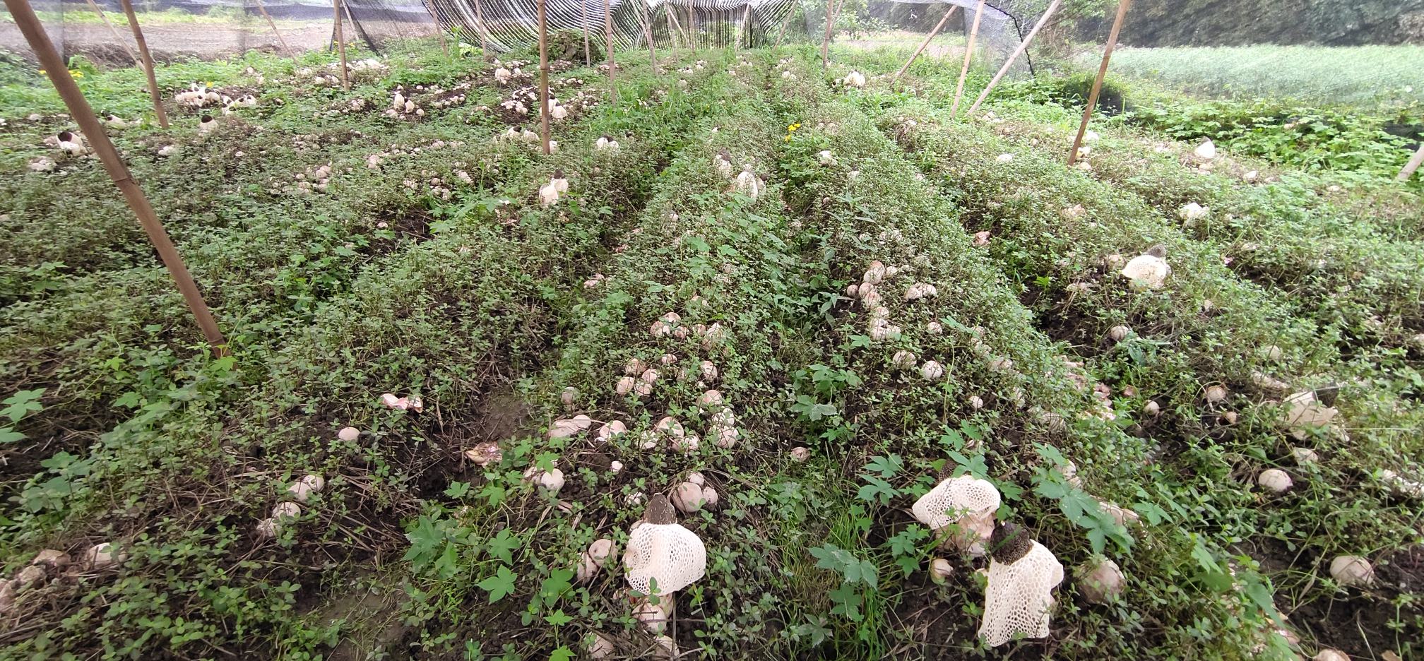 红托竹荪新鲜采摘特写