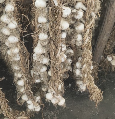 东北大蒜蒜编子蒜头