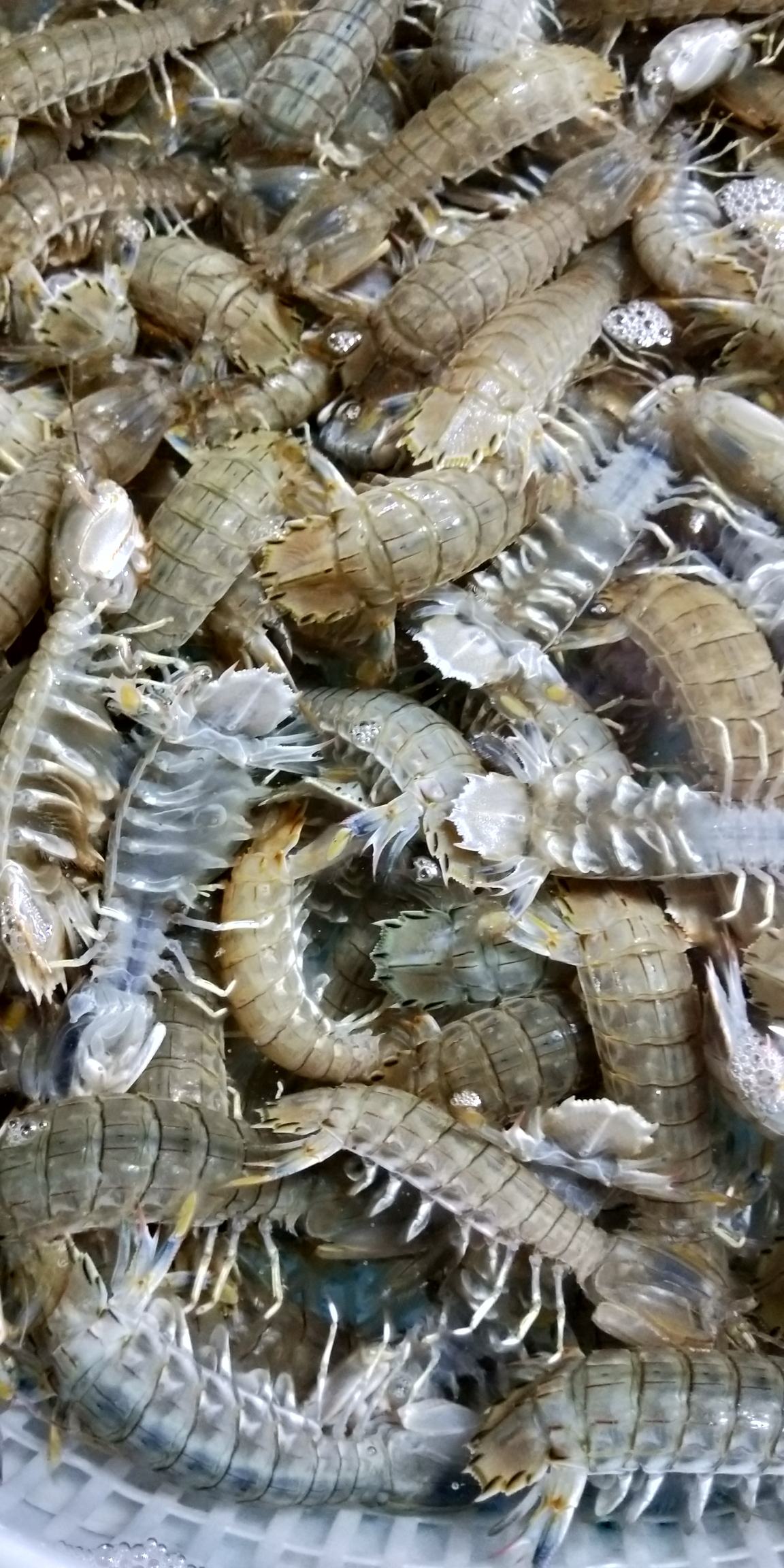 [皮皮虾批发]皮皮虾新鲜海捕大号皮皮虾虾爬子大海虾濑尿虾活虾鲜活熟