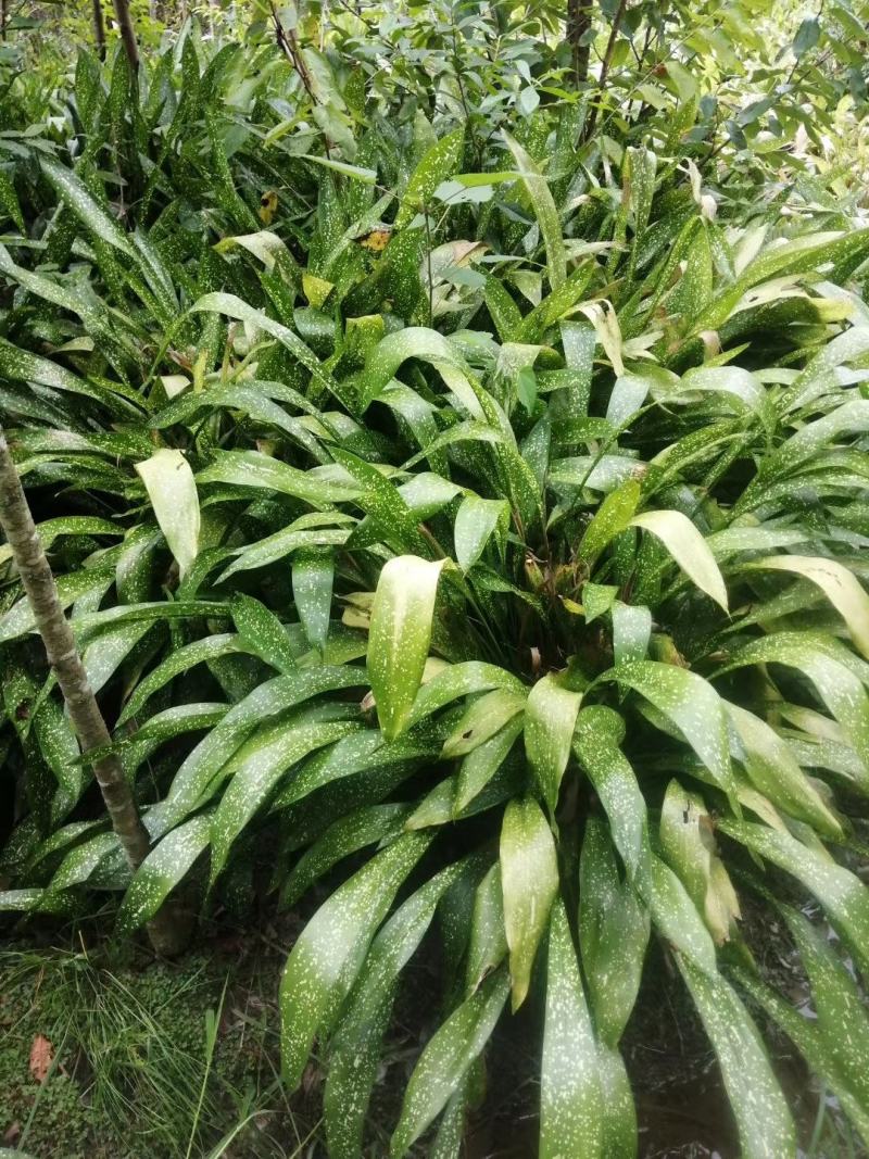 出售洒金一叶兰,精品洒金一叶兰,成都洒金一叶兰