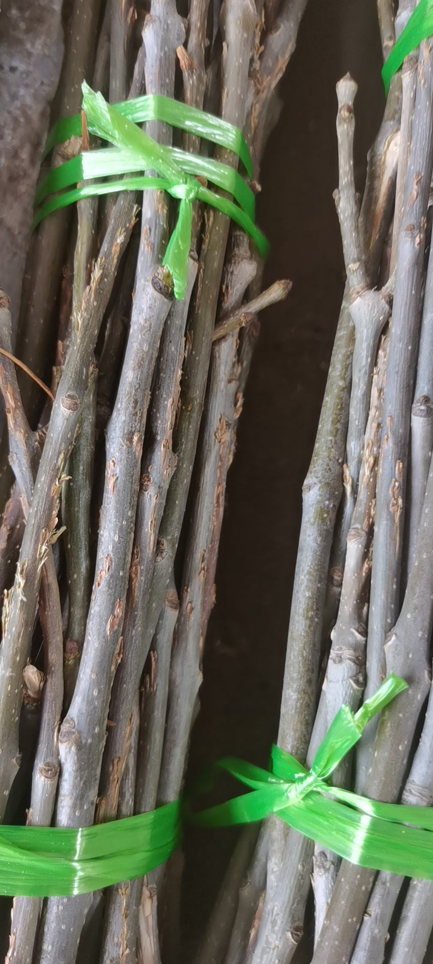 金蝉种苗大量出售需要的联系