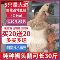 纯种狮头鹅苗大种三花鹅苗鸭苗鸡苗包邮包技术