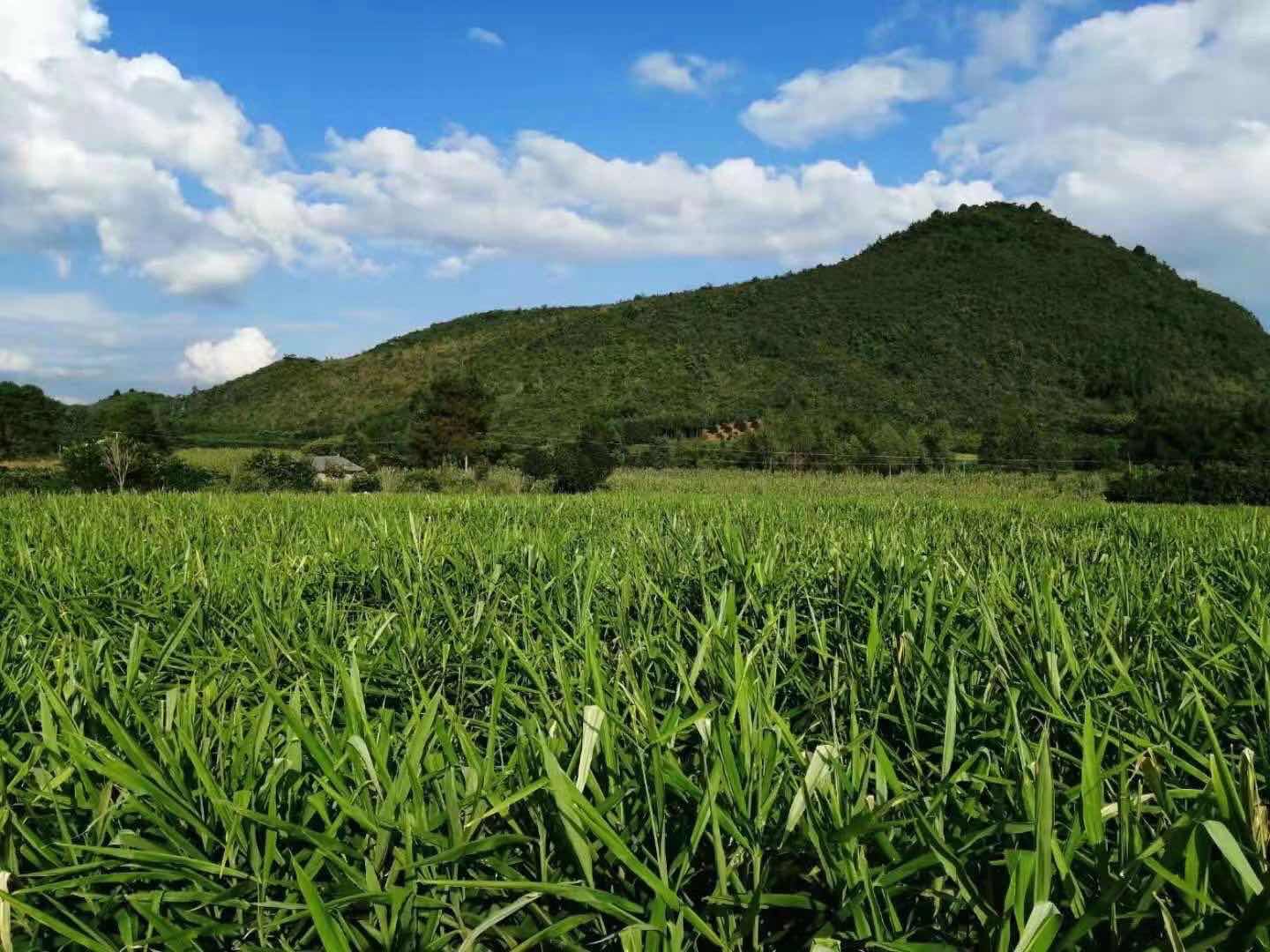农家晾晒大黄姜切片场景