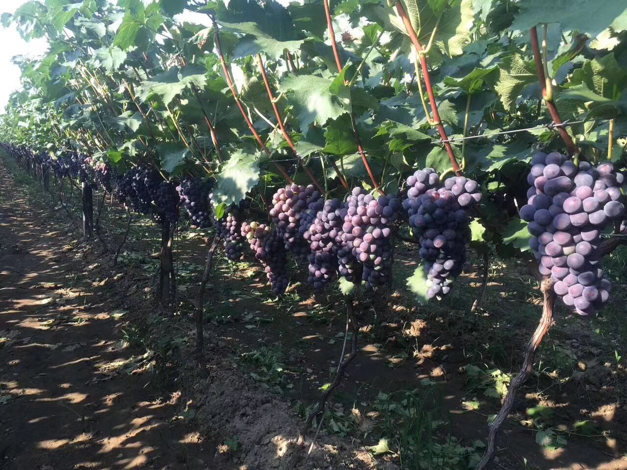 展示户太8号葡萄在田间整齐排列的种植园,阳光照射下的果穗饱满 户太8号葡萄种植园全景