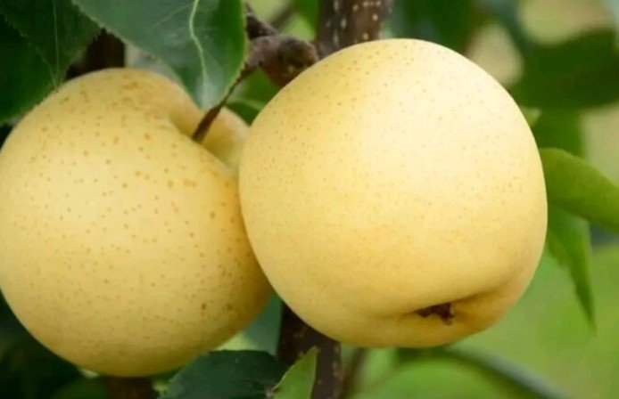 黄金梨外观对比图