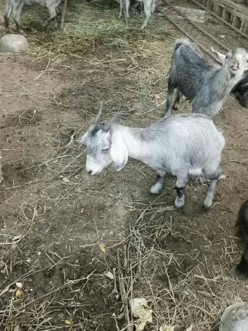 山东菏泽郓城县活羊 1500.00元/个鲁西南国宝青