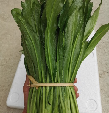 云南大芫荽批发零售大香菜大叶香菜18斤傣味各种配料