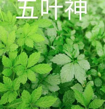 [批发]新鲜-野菜-五叶神价格11.00元/斤 一亩田