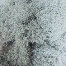张家界土家茅岩莓茶大量上市了