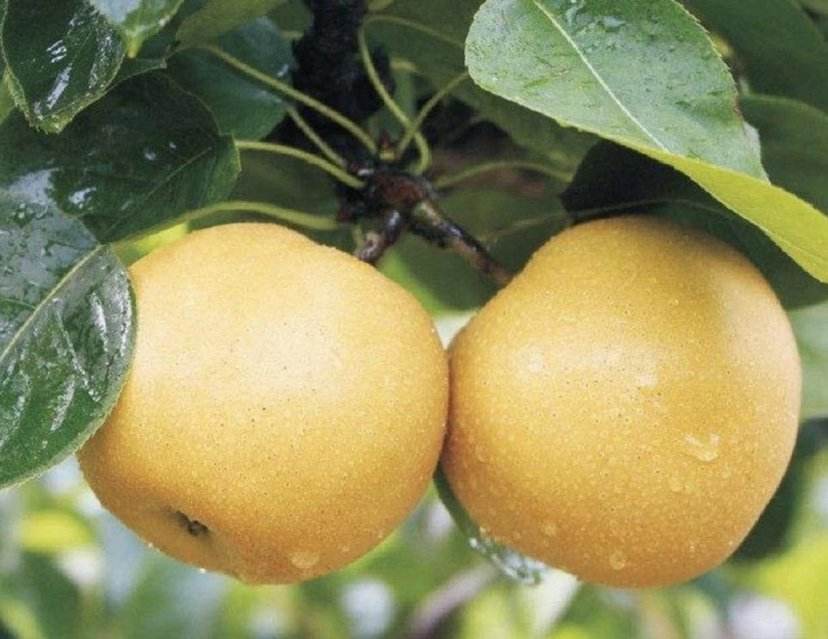 黄金梨与丰水梨植株对比图