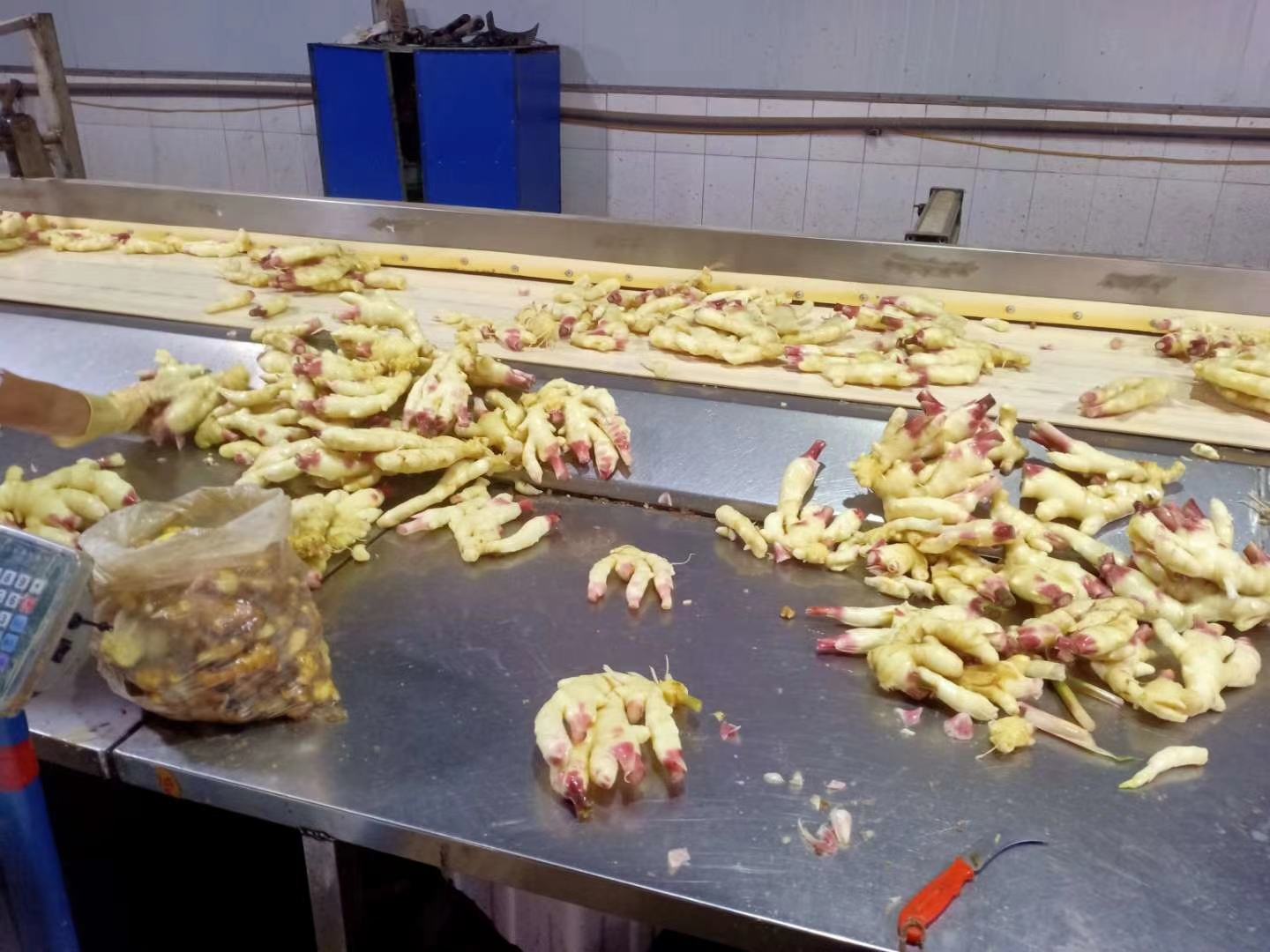 红芽姜的挑选与清洗过程