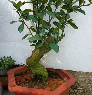 金豆盆景熟桩长年绿叶