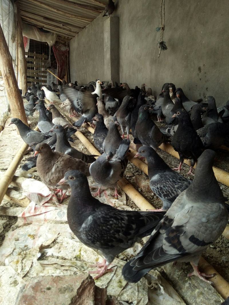 瓦灰,麻鸽,白羽