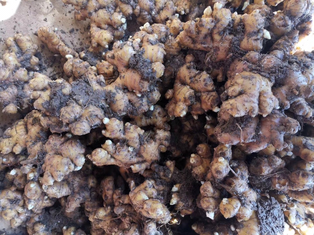 新鲜生姜块茎特写