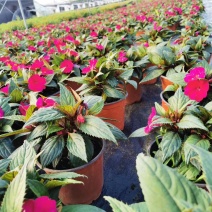 桑贝斯凤仙价格花期长的凤仙花双色杯出售基地直销