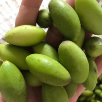 潮汕青橄榄新鲜当季水果金灶产地批发适合生吃泡酒腌制