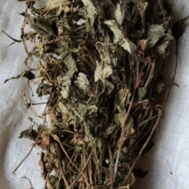 鱼腥草各种规格场地直供