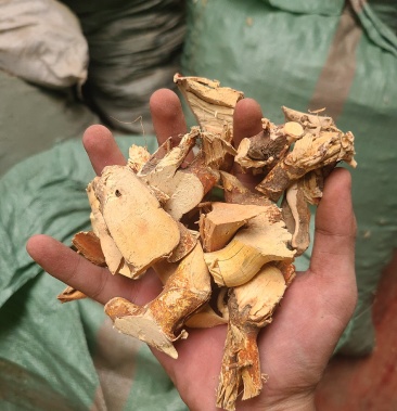 五指毛桃大头干货头块切片足干颜色好靓靓靓