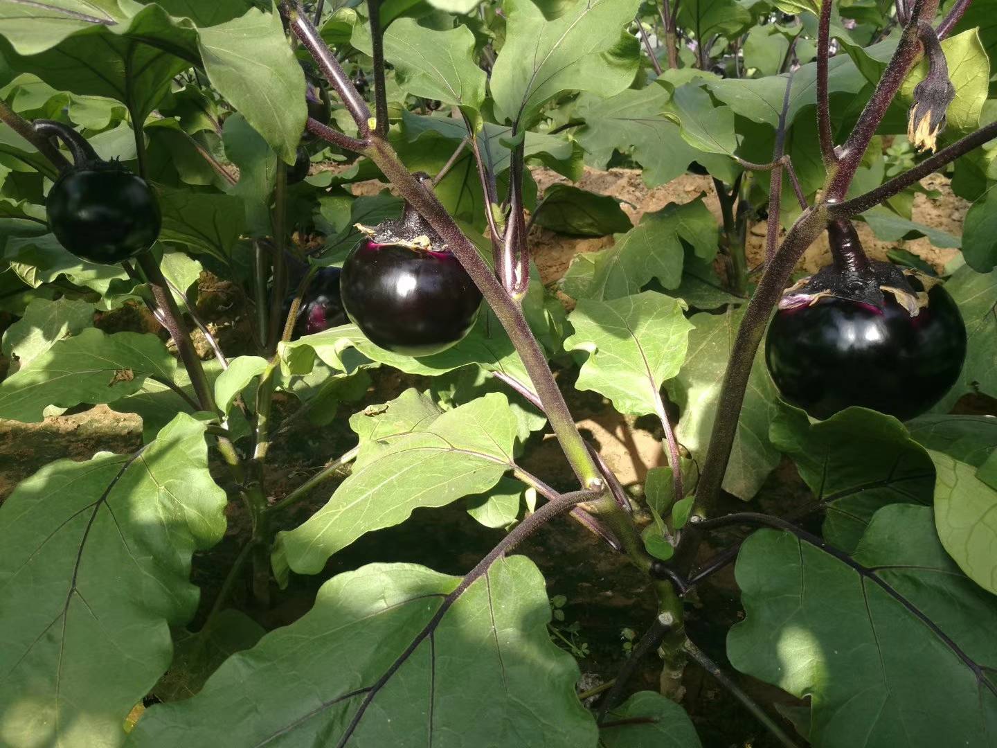 生态农业摄影:展现紫长茄标准化种植场景——植株健壮无病斑、果实着色均匀、叶面洁净,突出品种纯正性与产地安全性,为消费者提供可溯源品质背书 紫长茄田间生长实景:藤蔓攀援于钢架,果实垂挂,特写镜头聚焦3个不同成熟度的紫长茄——青紫过渡果、全紫成熟果、深紫近黑老熟果,背景可见露珠与健康叶片