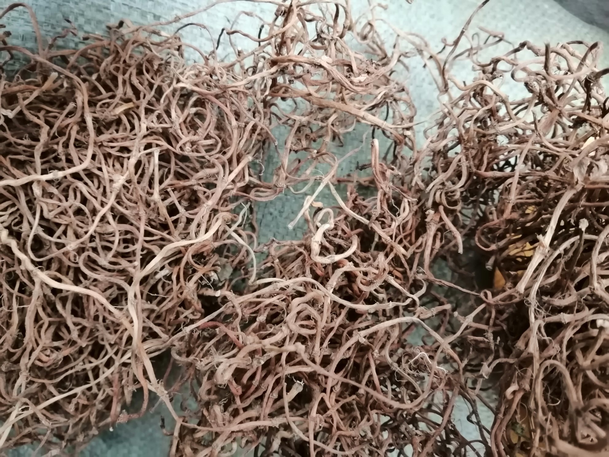 鱼腥草根的特写展示其根部结构