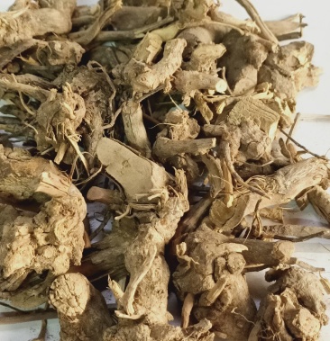 [批发]中药材 羊耳菊根 山白芷 乌脚鸡 羊耳菊 白面风根价格15.