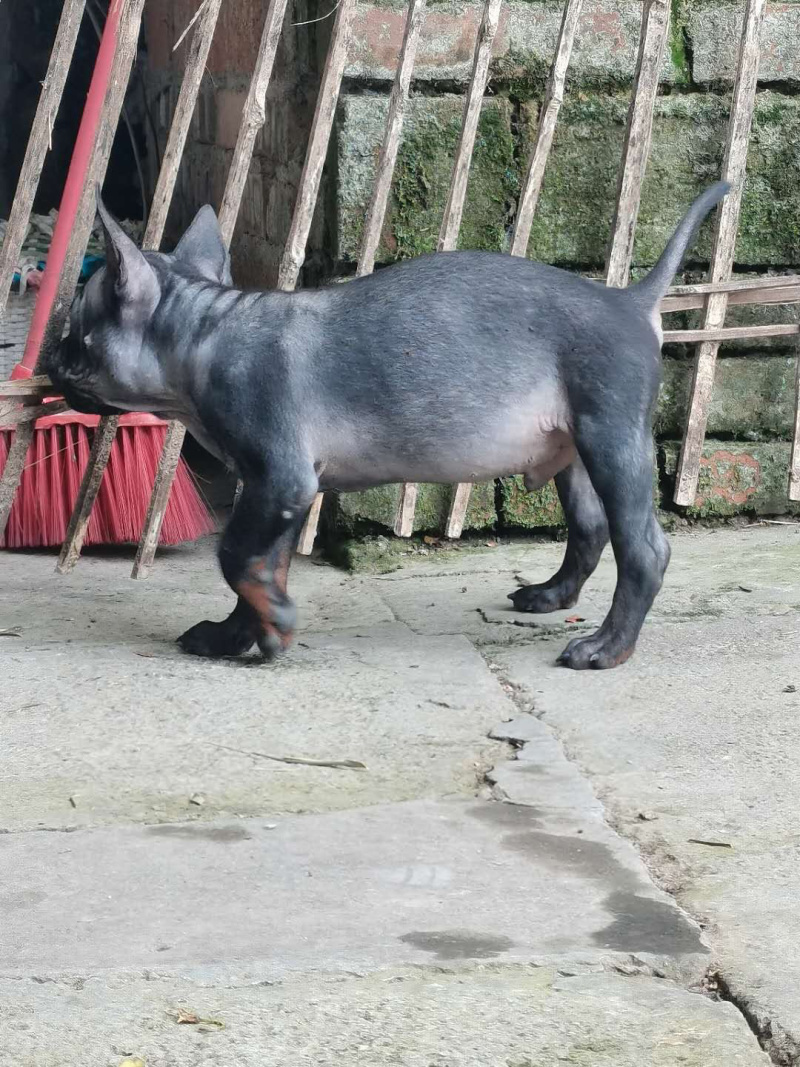 下司串杜高猎犬图图片