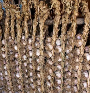 [大蒜批发]东北辫子蒜,蒜头,大量出售价格2.50元/斤 - 一亩田