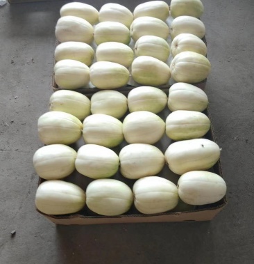 金飞甜瓜甜脆口八里香品种有花蕾花妞花宝3糖蕾