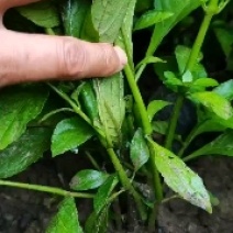 200亩板蓝根苗约6000万株，苗粗壮，成活率95%，，