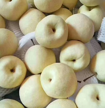 陕西蒲城酥梨 皮薄汁多 酥脆可口