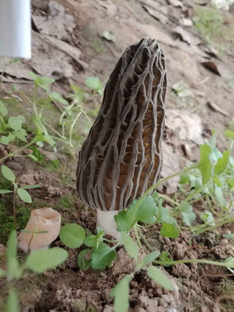 羊肚菌新品种帽长柄细,色泽好