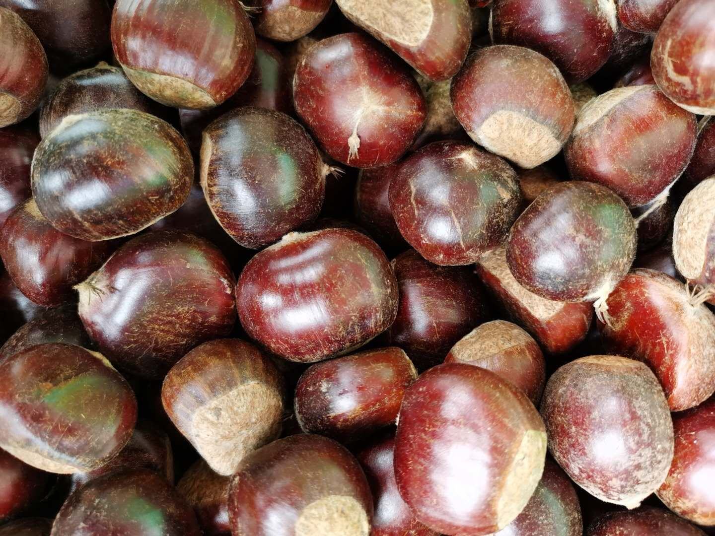 油栗仁与甘栗仁切面显微结构示意图