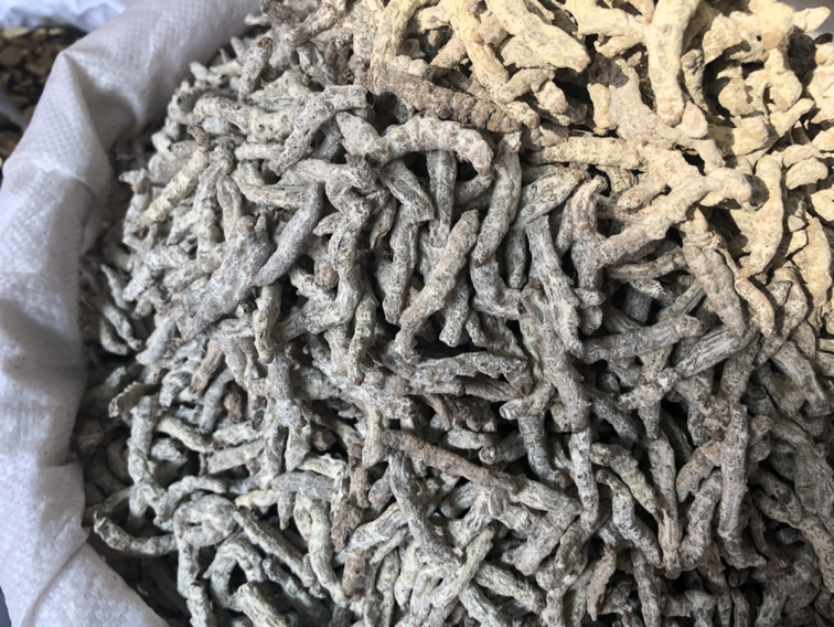 显微镜下拍摄的药材甲成虫,体长约2-3毫米,红褐色,椭圆形,触角呈锯齿状,前胸背板隆起,鞘翅有明显刻点。图片用于准确识别干香菇中常见的小褐色仓储害虫 药材甲成虫显微图像