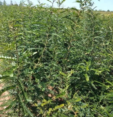 [皂角树苗批发]一年大刺皂角苗基地直供,量大价格1.00元/棵 - 一亩田