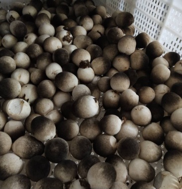 全年菇房直供鲜草菇速冻鲜草菇盐水草菇高品质不断货