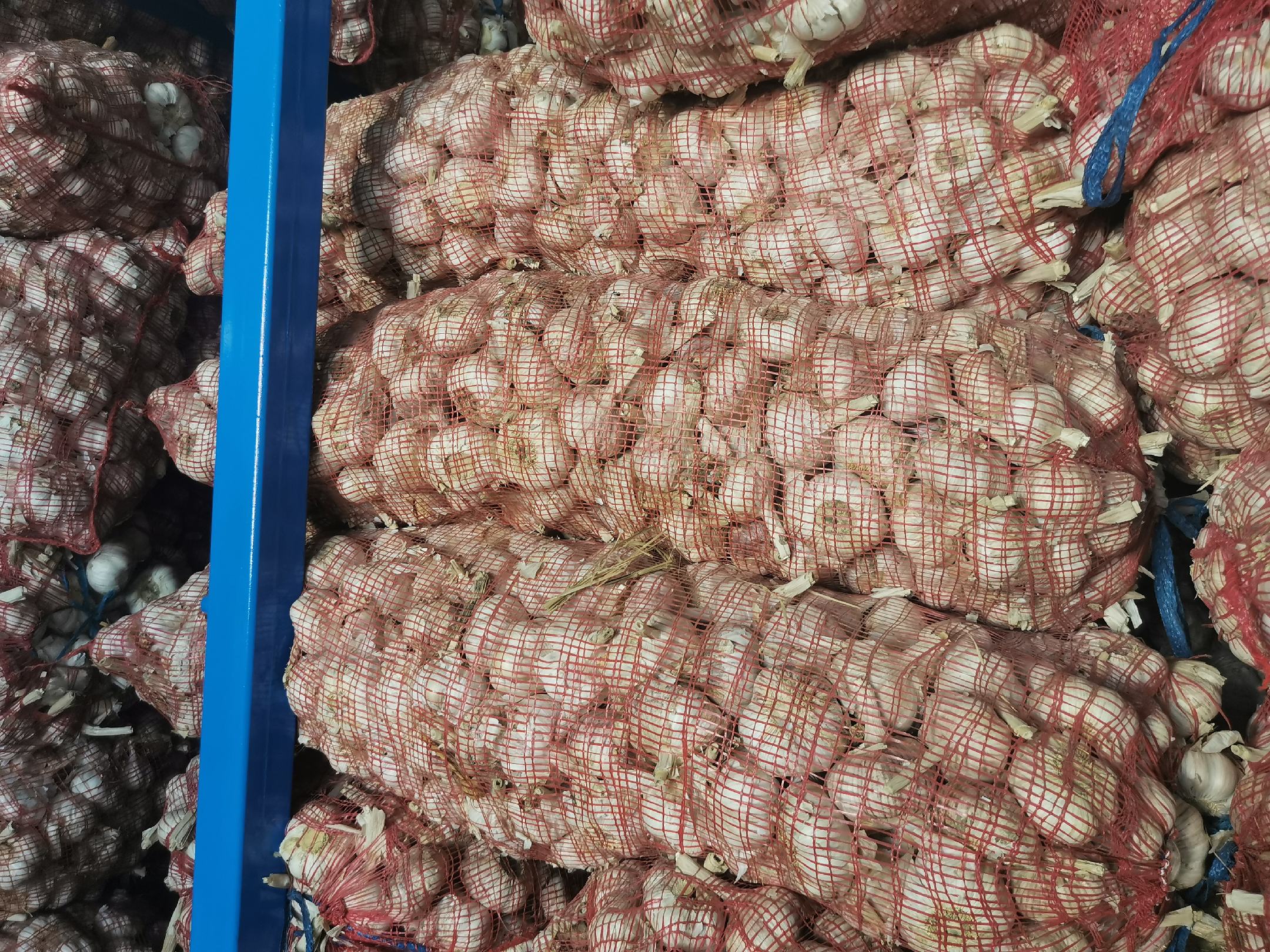 金乡蒜皮加工厂内部场景