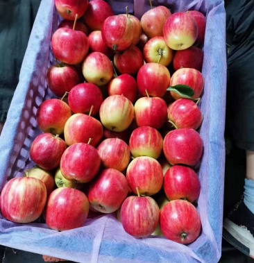 [123苹果批发](水果主产区专业代办)产地诚信代办123小苹果.