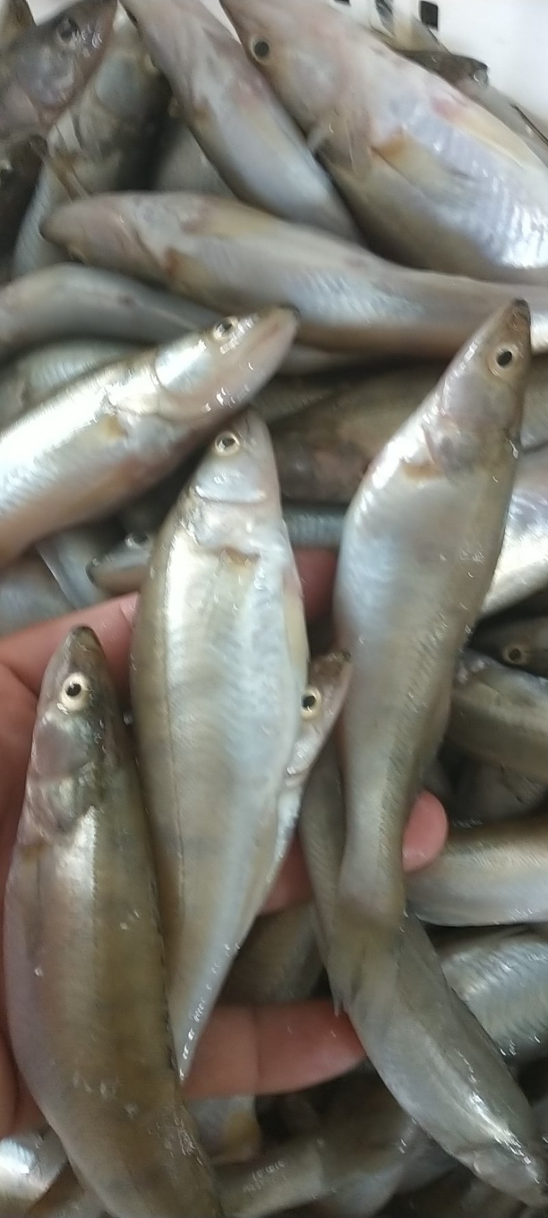 产地直供,一手货源,鸭绿江梭鲈鱼(同锣鱼)