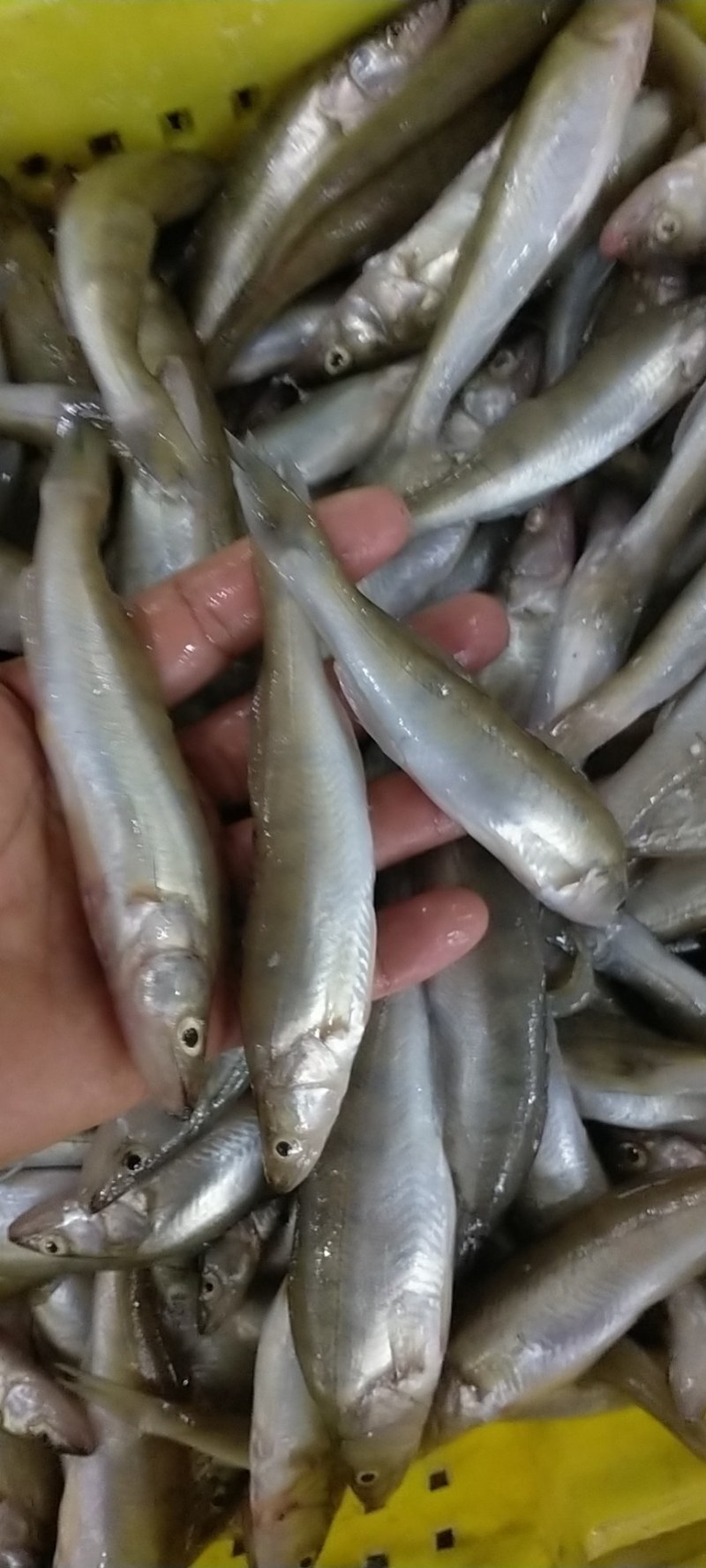 产地直供,一手货源,鸭绿江梭鲈鱼(同锣鱼)