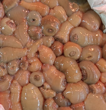 [海蜇批发]沙蒜 海葵 补肾圣物价格42.00元/斤 - 一亩田