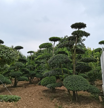 河南景观树云片树造形云片树小叶女贞造形树基地批发